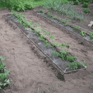 Geheimen van ervaren zomerbewoners - tomaten besproeien met jodium: het doel van de behandeling en een stapsgewijze handleiding voor de implementatie ervan