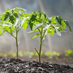 Geheimen van ervaren zomerbewoners - tomaten besproeien met jodium: het doel van de behandeling en een stapsgewijze handleiding voor de implementatie ervan