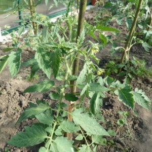 Membetulkan penjagaan tomato: mengapa tomato tidak mekar di rumah hijau, bagaimana untuk membantu semak dengan betul