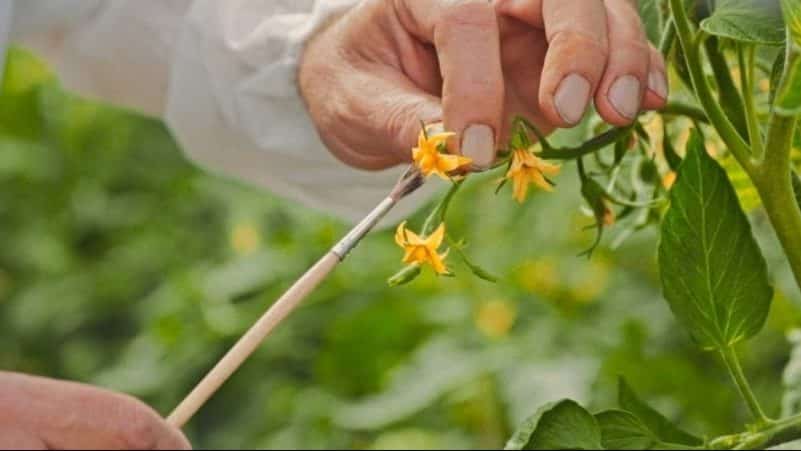 Corregir el cuidado de los tomates: por qué los tomates no florecen en un invernadero, cómo ayudar adecuadamente a los arbustos