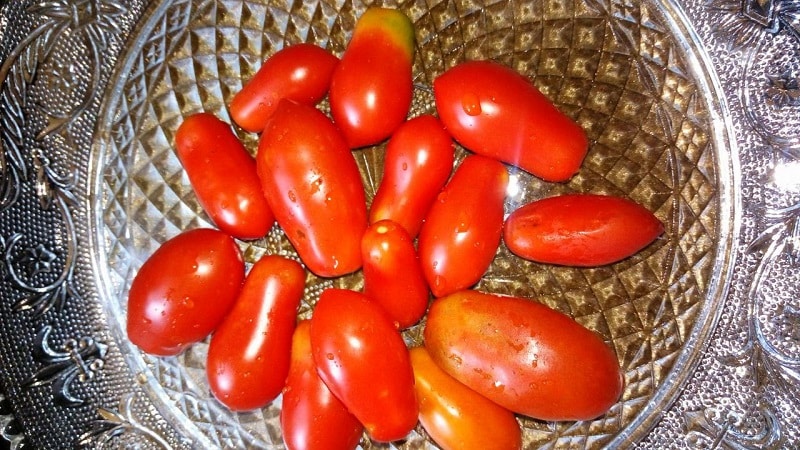 Hvorfor gartnere liker Delicatessen-tomaten så mye, og hvordan dyrke den på tomten din og få en rikholdig høst