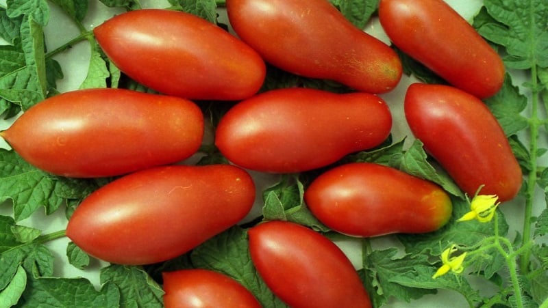 Why gardeners like the Delicatessen tomato so much and how to grow it on your plot and get a bountiful harvest