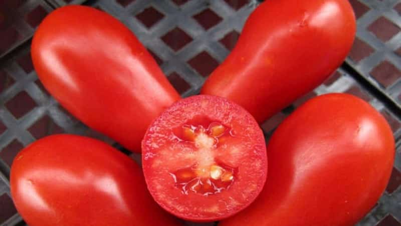 Why gardeners like the Delicatessen tomato so much and how to grow it on your plot and get a bountiful harvest