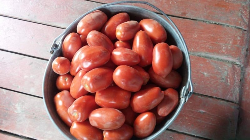 Why gardeners like the Delicatessen tomato so much and how to grow it on your plot and get a bountiful harvest