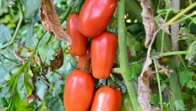 Pourquoi les jardiniers aiment tant la tomate Delicatessen et comment la cultiver sur votre parcelle et obtenir une récolte abondante