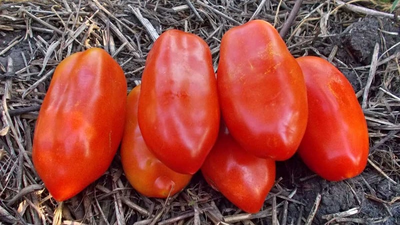 Hvorfor gartnere liker Delicatessen-tomaten så mye, og hvordan dyrke den på tomten din og få en rikholdig høst