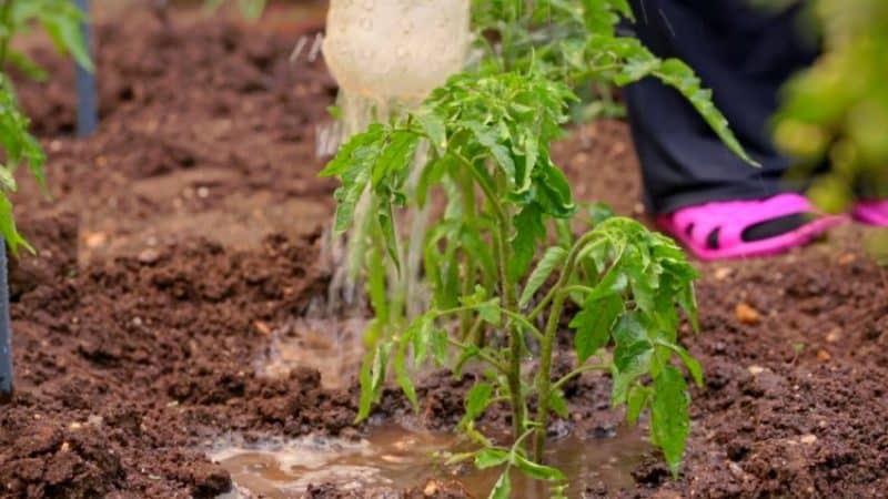 Simple rules for record tomato yields - fertilizing tomatoes with urea: why is it needed and how to do it