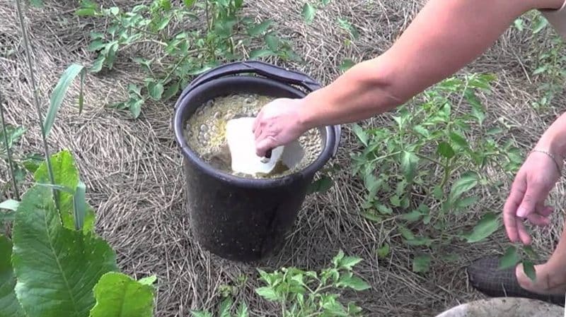 Mga simpleng patakaran para sa pagtatala ng mga ani ng kamatis - pagpapataba ng mga kamatis na may urea: bakit ito kailangan at kung paano ito gagawin