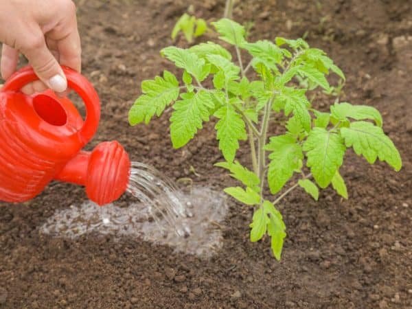 Mga simpleng patakaran para sa pagtatala ng mga ani ng kamatis - pagpapataba ng mga kamatis na may urea: bakit ito kailangan at kung paano ito gagawin