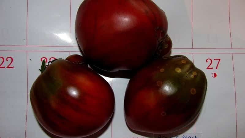 Kajian penuh tomato Black Heart of Breda: ciri dan perihalan varieti, kelebihan dan kekurangannya