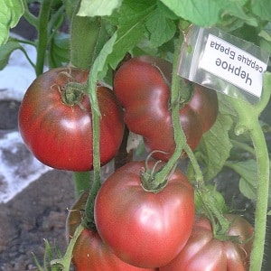 Buong pagsusuri ng Black Heart of Breda tomato: mga katangian at paglalarawan ng iba't, mga pakinabang at disadvantages nito