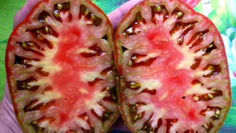 Kajian penuh tomato Black Heart of Breda: ciri dan perihalan varieti, kelebihan dan kekurangannya