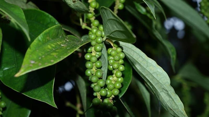 Els beneficis i els perjudicis del pebre negre, així com els mètodes del seu ús en cuina, cosmetologia i medicina tradicional