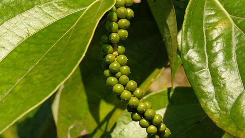 Els beneficis i els perjudicis del pebre negre, així com els mètodes del seu ús en cuina, cosmetologia i medicina tradicional