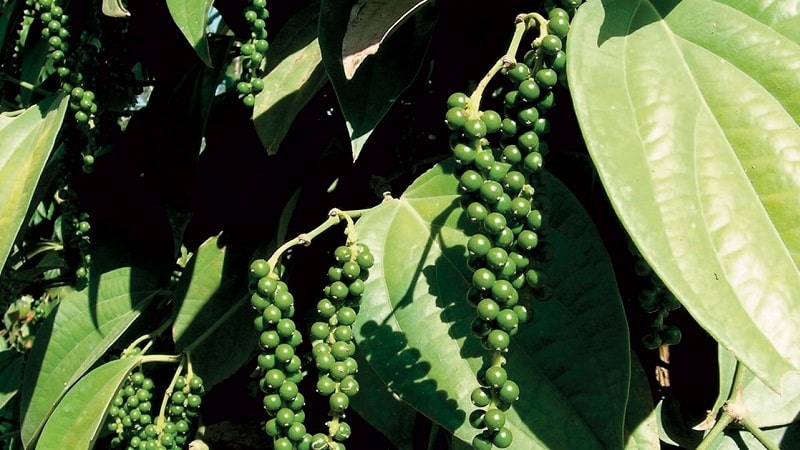 Fordelene og skadene med svart pepper, samt metoder for bruk i matlaging, kosmetikk og tradisjonell medisin