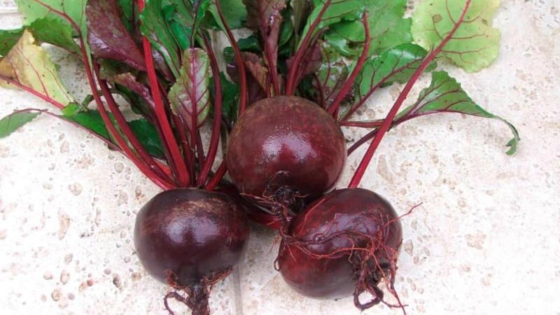 Ang mga benepisyo at pinsala ng mga beets para sa katawan ng tao: kung paano, gaano karami at sa anong anyo ito ay mas mahusay na kumain ng gulay