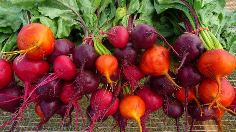 Ang mga benepisyo at pinsala ng mga beets para sa katawan ng tao: kung paano, gaano karami at sa anong anyo ito ay mas mahusay na kumain ng gulay