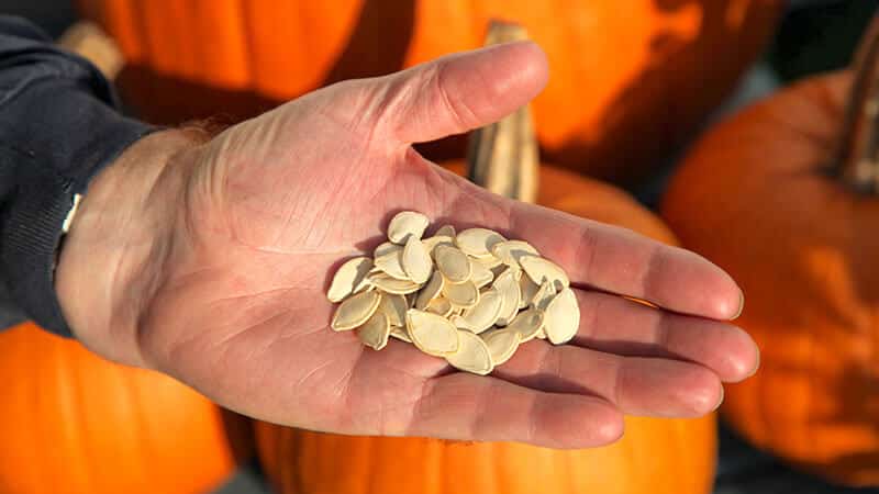 The benefits and harms of pumpkin seeds for women: therapeutic effect and rules for using pumpkin seeds