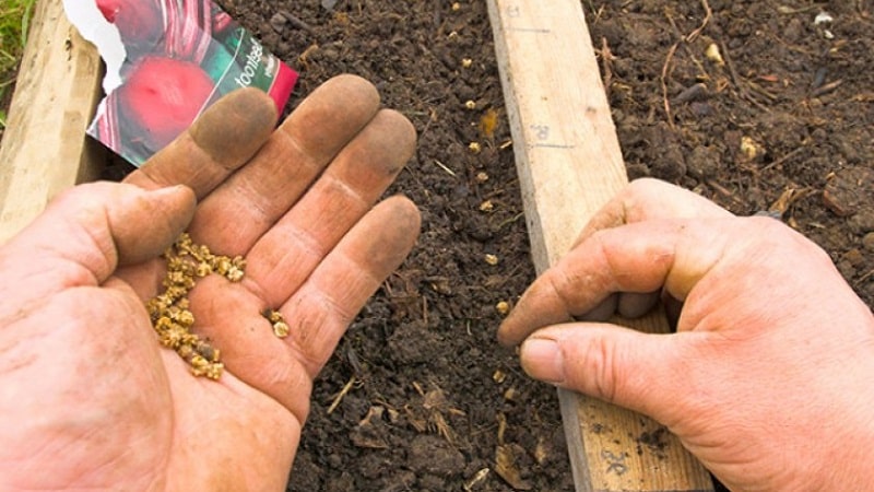 Trin-for-trin instruktioner til plantning af roer i åben jord om foråret og yderligere pleje af dem