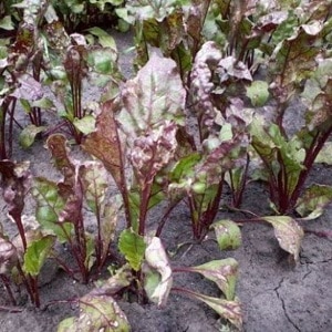 Instruccions pas a pas per plantar remolatxa a terra oberta a la primavera i seguir cuidant-les