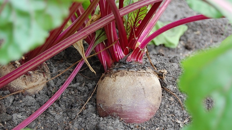 Instruções passo a passo para plantar beterraba em terreno aberto na primavera e cuidar dela posteriormente