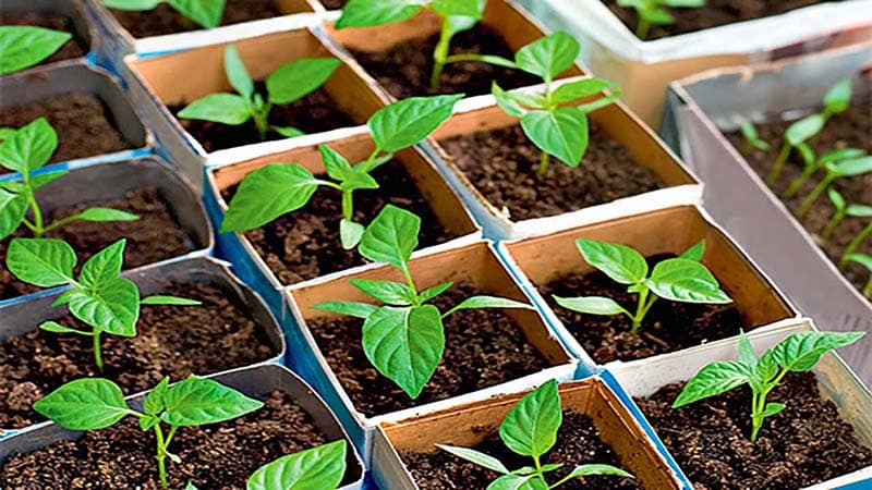 Instructions étape par étape pour faire pousser des plants de poivrons à la maison pour les maraîchers débutants