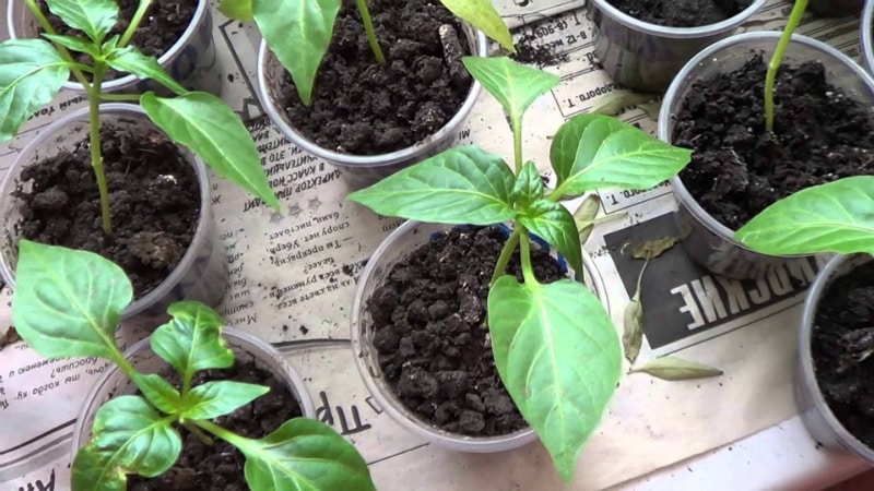 Instruccions pas a pas per cultivar plàntules de pebrot a casa per als cultivadors de verdures principiants