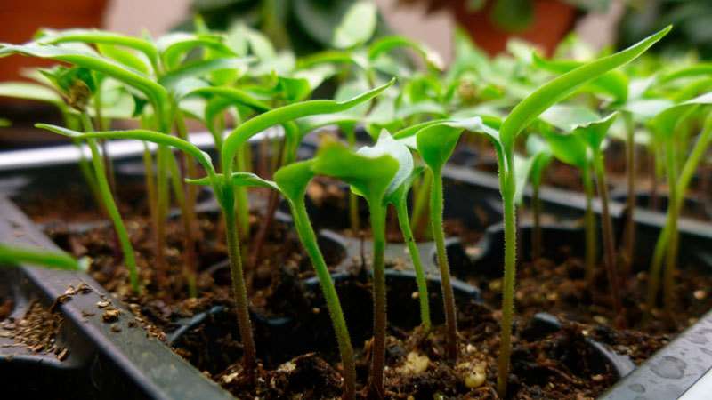 Instrucciones paso a paso para cultivar plántulas de pimiento en casa para cultivadores de hortalizas principiantes