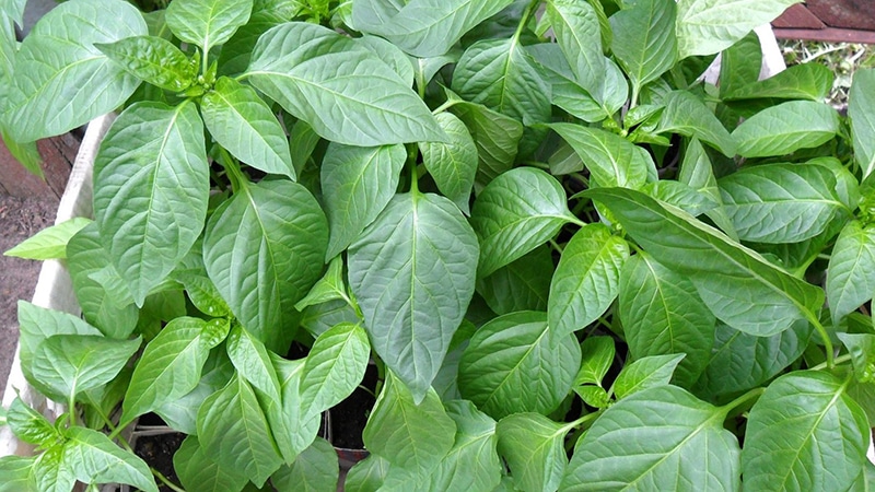 Instructions étape par étape pour faire pousser des plants de poivrons à la maison pour les maraîchers débutants