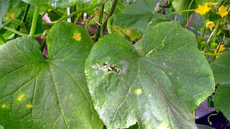 Prevención de la aparición y métodos efectivos de tratamiento de la peronosporosis de los pepinos.