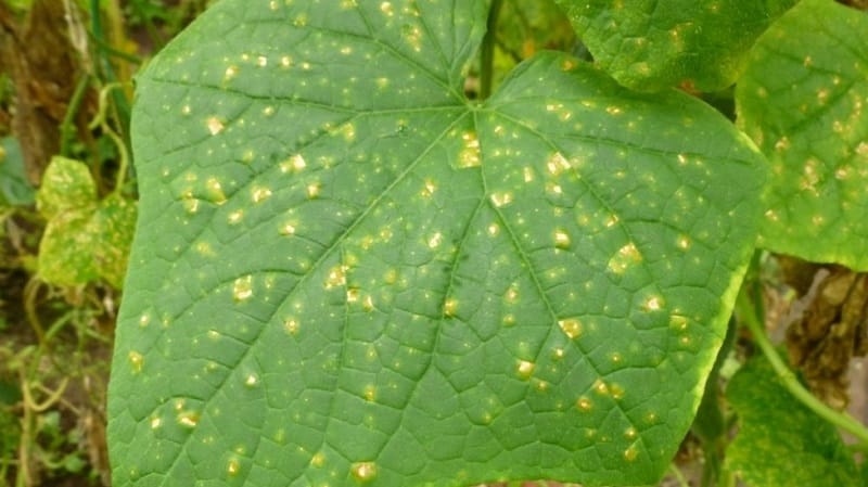 Prevenció de l'aparició i mètodes efectius de tractament de la peronosporosi dels cogombres