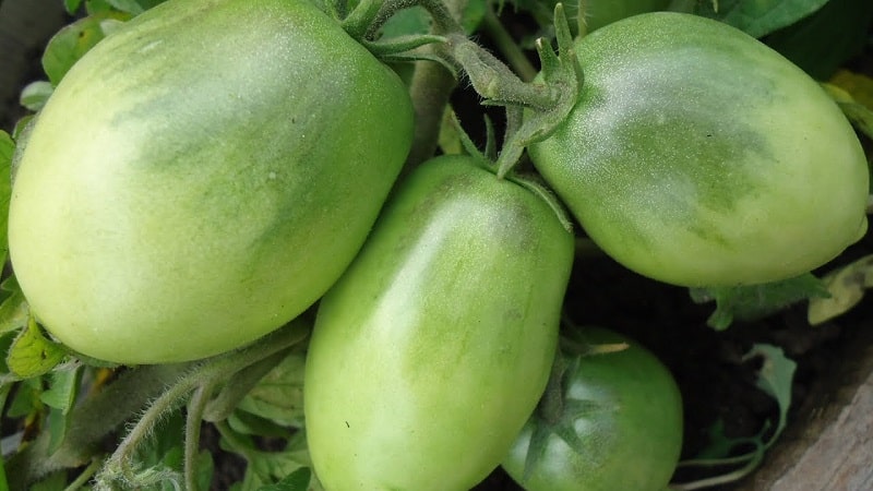 Une variété à maturation précoce, idéale pour les climats frais - Tomate Buyan et instructions pour la cultiver