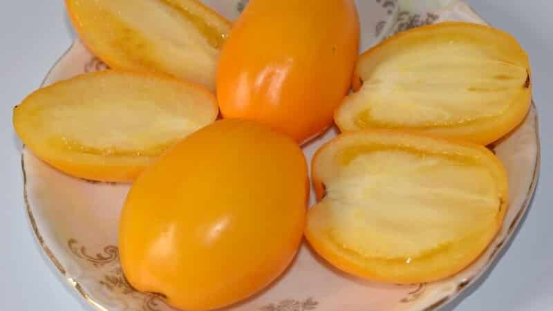 Isang uri ng maagang pagkahinog, perpekto para sa malamig na klima - Buyan tomato at mga tagubilin para sa pagpapalaki nito