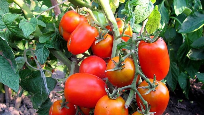 Une variété à maturation précoce, idéale pour les climats frais - Tomate Buyan et instructions pour la cultiver