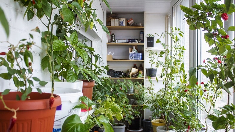 En steg-för-steg-guide för att odla paprika på balkongen: vi får en bra skörd utan att lämna hemmet