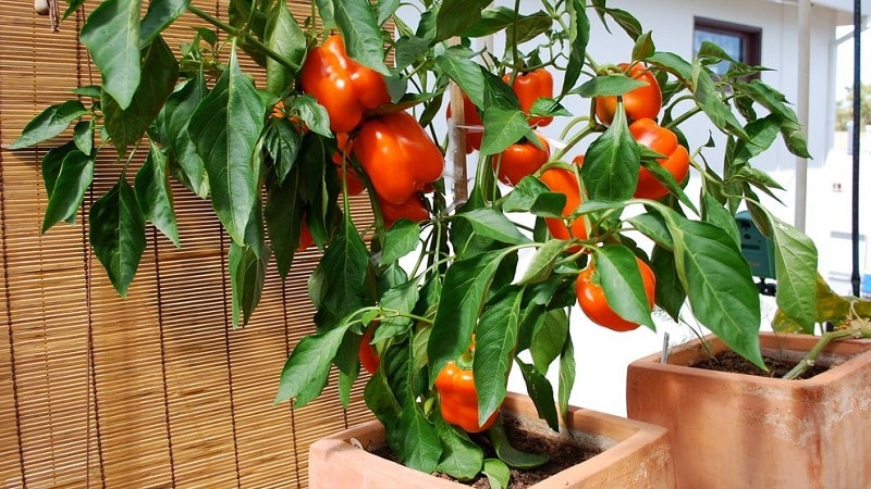 En steg-för-steg-guide för att odla paprika på balkongen: vi får en bra skörd utan att lämna hemmet