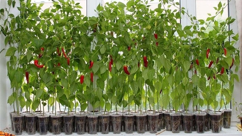 Guía paso a paso para cultivar pimientos en el balcón: conseguimos una buena cosecha sin salir de casa