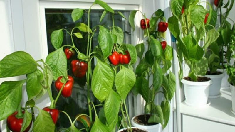 Un guide étape par étape pour cultiver des poivrons sur le balcon : on obtient une bonne récolte sans sortir de chez soi