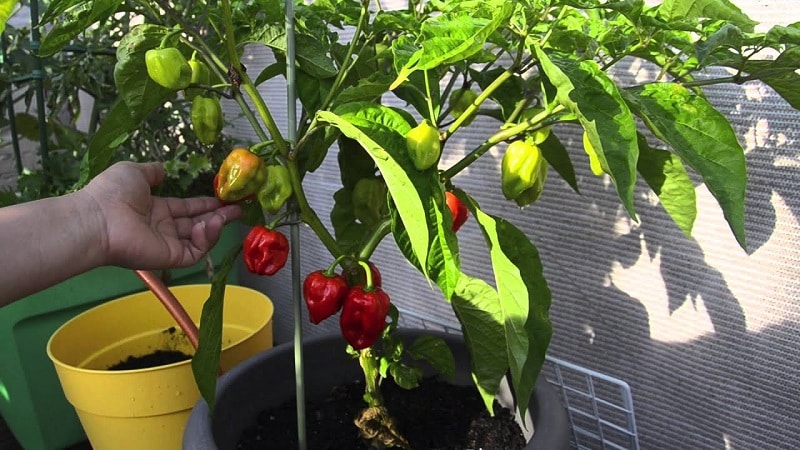 Una guia pas a pas per cultivar pebrots al balcó: obtenim una bona collita sense sortir de casa