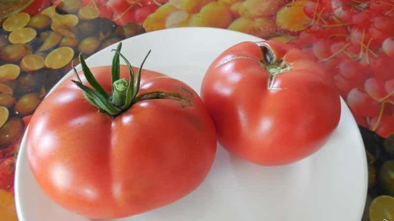 Una guida alla coltivazione dei pomodori Bogatyr russi in piena terra o in serra per giardinieri principianti