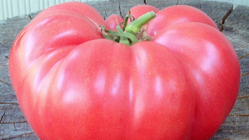 Isang gabay sa paglaki ng mga kamatis na Russian Bogatyr sa bukas na lupa o isang greenhouse para sa mga nagsisimulang hardinero