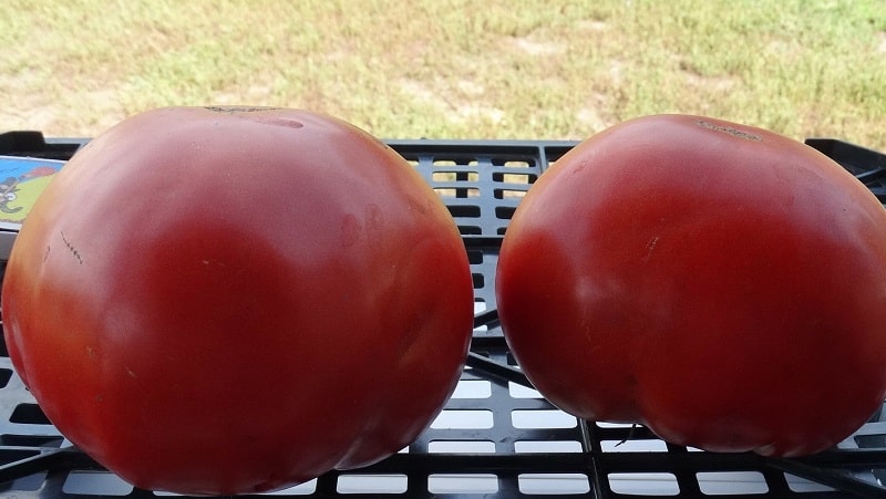 Isang gabay sa paglaki ng mga kamatis na Russian Bogatyr sa bukas na lupa o isang greenhouse para sa mga nagsisimulang hardinero