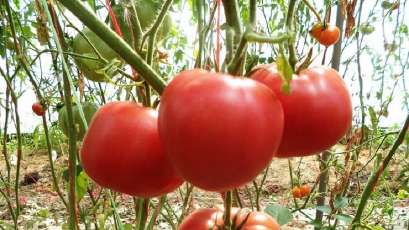 Una guía para cultivar tomates Bogatyr rusos en campo abierto o en invernadero para jardineros principiantes