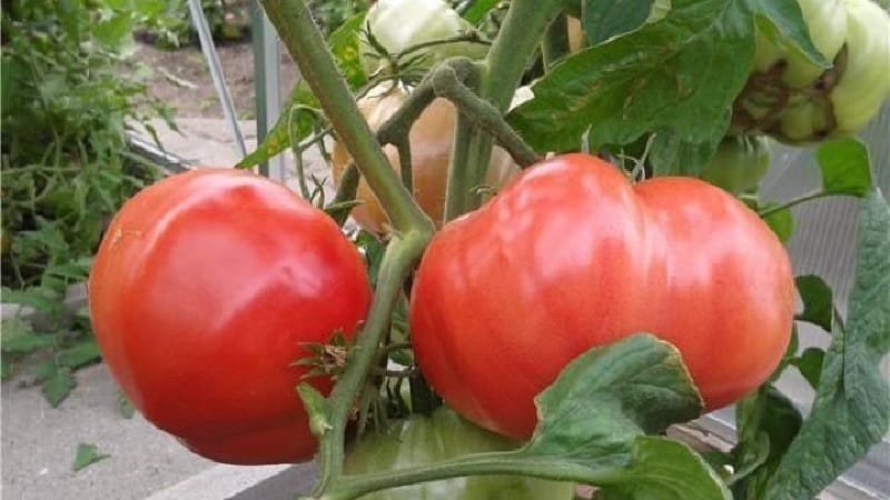 Ein Leitfaden zum Anbau russischer Bogatyr-Tomaten im Freiland oder im Gewächshaus für Anfängergärtner