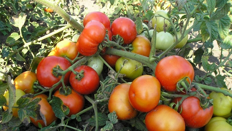 Isang gabay sa paglaki ng mga kamatis na Russian Bogatyr sa bukas na lupa o isang greenhouse para sa mga nagsisimulang hardinero