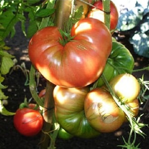 Um guia para o cultivo de tomates Bogatyr russos em terreno aberto ou em estufa para jardineiros iniciantes