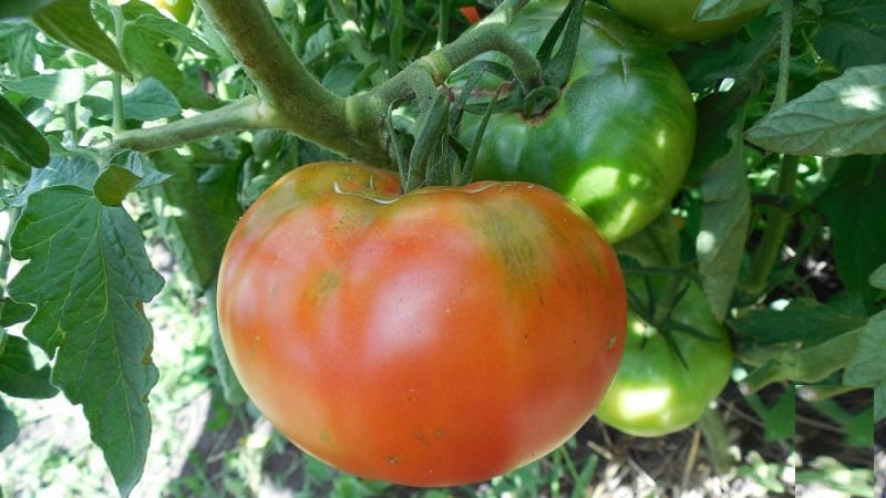 Isang gabay sa paglaki ng mga kamatis na Russian Bogatyr sa bukas na lupa o isang greenhouse para sa mga nagsisimulang hardinero