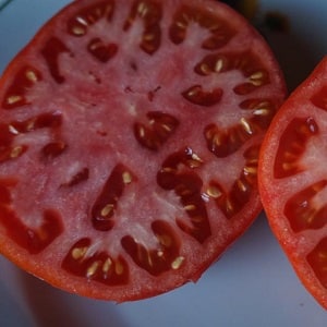 Isang gabay sa paglaki ng mga kamatis na Russian Bogatyr sa bukas na lupa o isang greenhouse para sa mga nagsisimulang hardinero