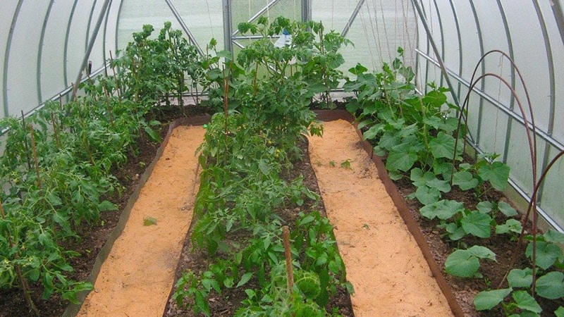 Ano ang pinakamahusay na paraan upang magtanim ng mga sili sa isang greenhouse: mga panuntunan para sa isang magandang kapitbahayan para sa isang mahusay na ani