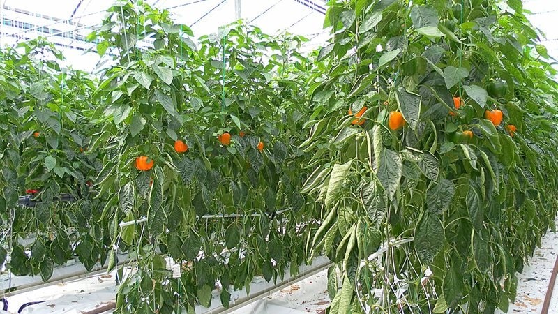 Wat is de beste manier om paprika’s in een kas te planten: regels voor een goede buurt voor een goede oogst